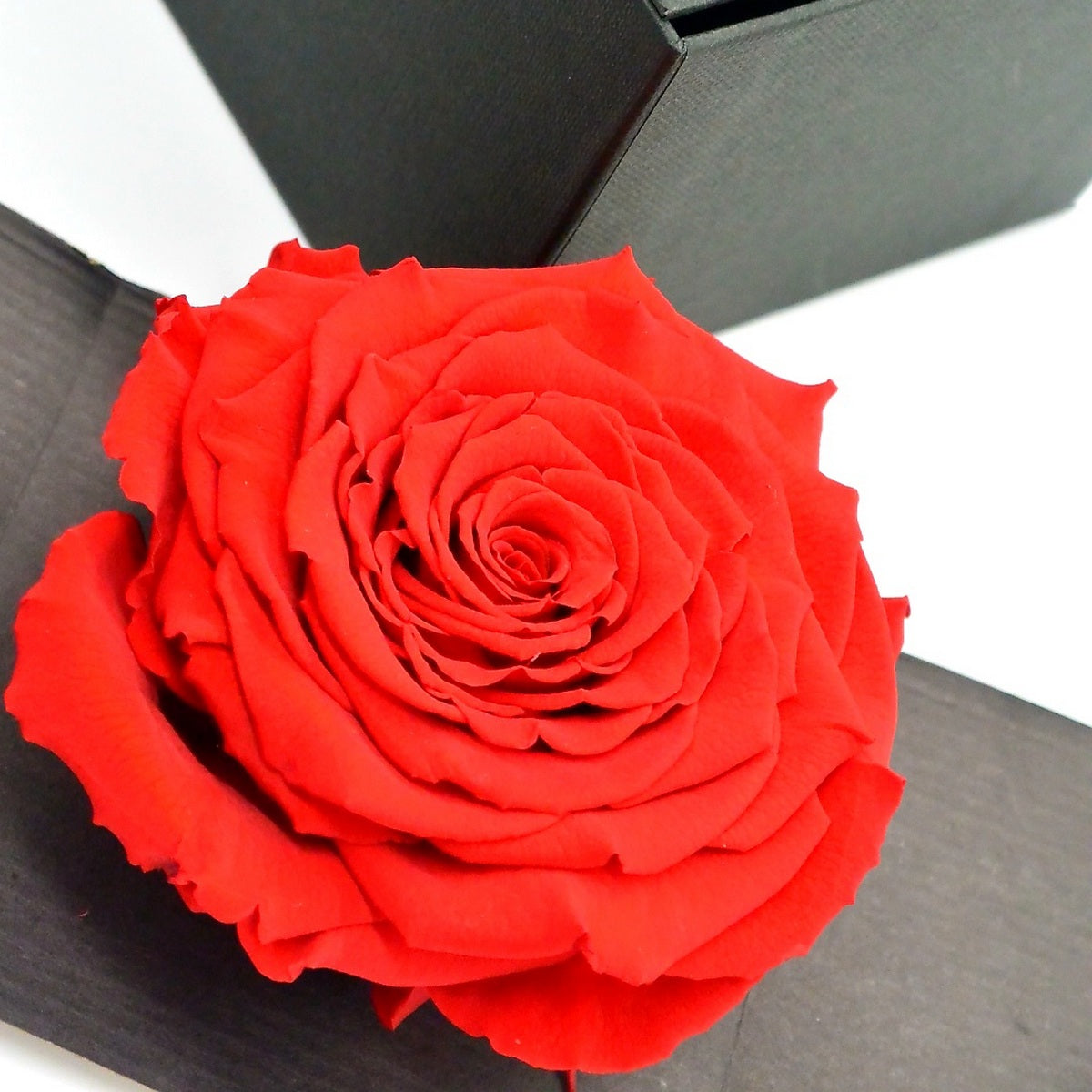 Enflammer l'amour avec une déclaration passionnée et des roses éternelles